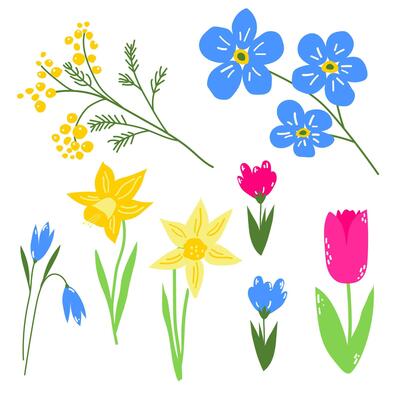 Spring first blooming in a garden flower, pink tulip, crocus, yellow mimosa, daffodil, dandelion, royal blue myosotis. Hand drawn set of floral illustrations, good for print, poster, card or banner.