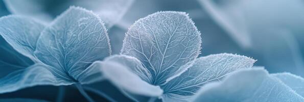 Macro image of frost-covered flowers showcasing intricate ice patterns on petals photo