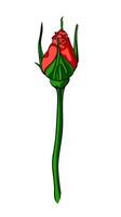 scarlet rose bud on a long stem, image of a rose flower on a white background, red bud on a long stem vector