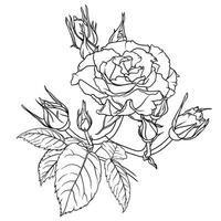Detailed outline of lush rose flower with many buds and leaves, illustration in sketch style, flower image for coloring vector