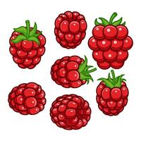 Raspberry, are elegantly arranged to showcase their shapes and colors. vector