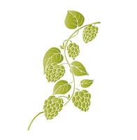 common hop. Graphic ink, eco, organic Humulus lupulus branch with leaves and cones illustration isolated on background. Hand drawn line sketch. For designers, prints, logo, menu, postcards vector