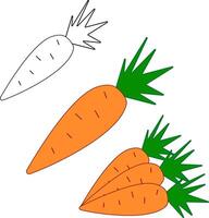 Bright set of colorful carrots. Fresh cartoon vegetable isolated on white background. Illustration used for magazine, book, poster, card, menu cover, web pages. vector