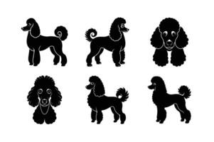 Poodle silhouette design for art and illustration vector