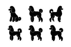Modern poodle dog silhouette for graphic design vector