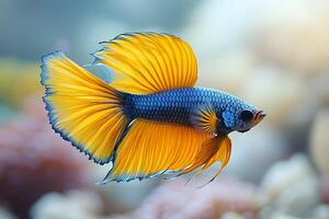 Vibrant Betta Fish with Flowing Fins in Underwater Setting photo