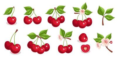 Cherry Berry Set on Isolated Background. Realistic Hand-Drawn Illustration with Fresh Fruits, Leaves vector