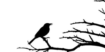 A silhouette of a bird sitting on a tree branch vector