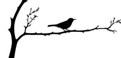Bird on tree branch silhouette illustration on white vector