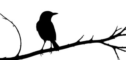 Bird silhouette on branch with a background vector