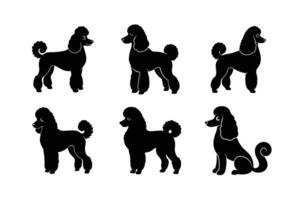 Versatile poodle silhouette bundle for creative design projects vector