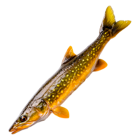 Freshwater fish with shiny scales and vibrant yellow spots png