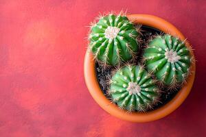 Vibrant Cactus Arrangement in Terracotta Pot on Bold Red Background for Home Decor Inspiration photo