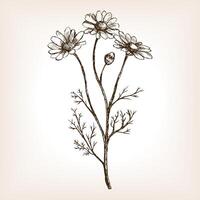 Pharmacy daisy sketch style illustration. Old engraving imitation. Matricaria chamomilla plant hand drawn sketch imitation vector
