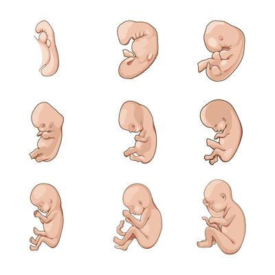 Stages of human fetal development schematic illustration. Medical science educational illustration