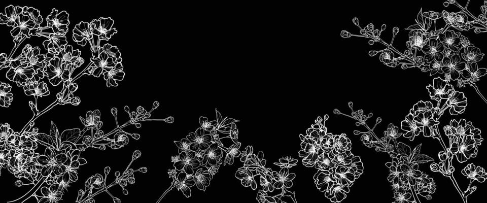 Cherry Blossoms line art , hand drawn illustration on black background. White cherry blossoms outline for online and print projects.