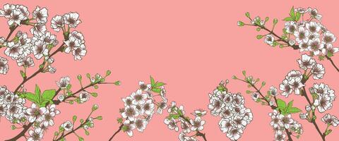 Flat colored cherry blossom, hand drawn illustration on pink background. Cherry blossom outline banner template for online and print projects. vector