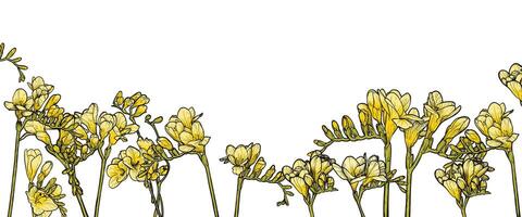 Hand drawn line art freesia on white background. Yellow freesia on white background banner template for online and print projects. vector