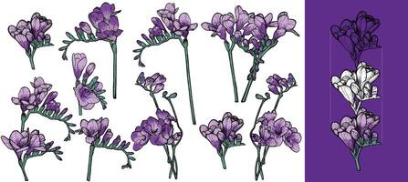 purple freesia flower. Hand drawn line art spring flower. Easy to edit, lines and colors in separate in groups. vector