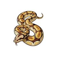 Elegant Ball Python Illustration Design On White Background vector
