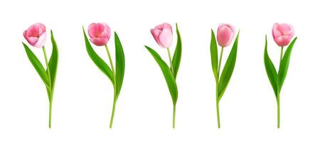 Pink Flowers of Spring | Assorted 8 Card Set Pink Flowers of Spring | Assorted 8 Card Set