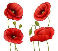 Realistic Detailed 3d Red Poppies Set. vector