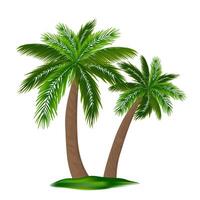Realistic Detailed 3d Palm Tree Set. vector