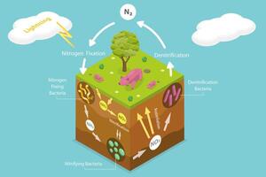 3D Isometric Flat Conceptual Illustration of Nitrogen Cycle vector