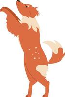 Energetic collie dog standing upright on hind legs with a joyful expression. The dog's fluffy tail and distinct markings showcase its lively and playful nature vector