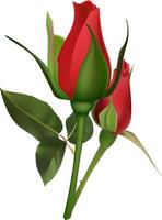 Two beautiful red roses are blooming, showing their vibrant color and delicate petals, with lush green leaves adding to their elegance on a clean white background vector