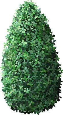 Dense, vibrant green leaves form a conical bush, showcasing natural beauty and symmetry. Ideal for garden design, landscaping, and nature themed projects