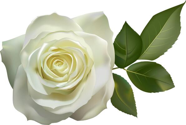 Realistic white rose with green leaves blooming on a white background, perfect for wedding invitations, greeting cards, or any design project that needs a touch of elegance and beauty