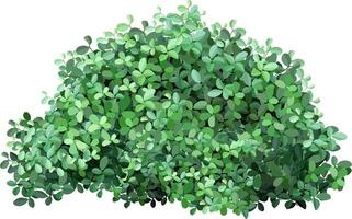 Green bush with dense foliage provides privacy and a natural backdrop, isolated on a white background, perfect for landscape design or nature themed projects vector
