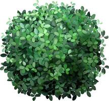 Top view of a perfectly spherical bush with many small green leaves, creating a dense and vibrant foliage, isolated on a white background, suitable for architectural or landscaping visualization vector