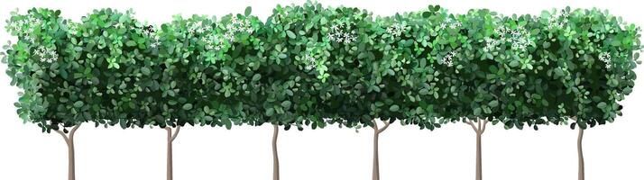 Lush green trees adorned with delicate white flowers create a stunning natural border, fostering a serene and private atmosphere while enhancing the beauty of the surrounding landscape vector