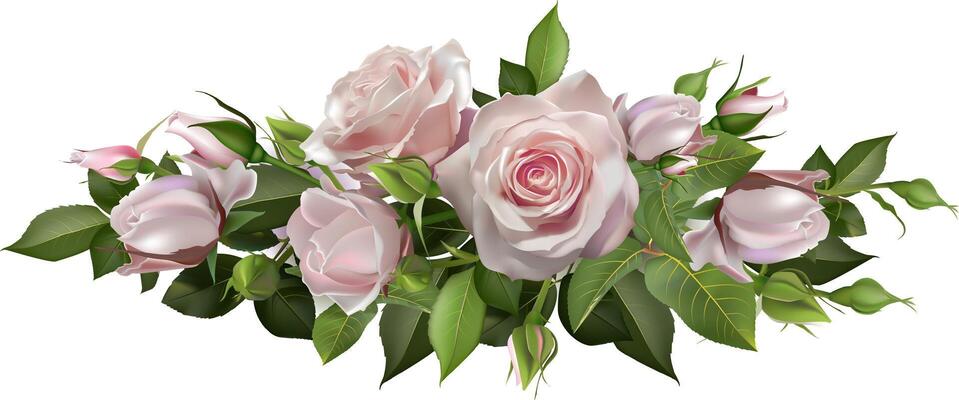Pink roses blooming with green leaves and buds creating a beautiful floral arrangement on a pure white background, perfect for romantic and nature themed designs