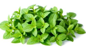 Fresh mint leaves arranged in a natural cluster ready for culinary use photo
