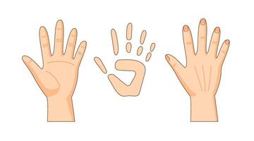 Front and back sides of hand, hand print, illustration vector