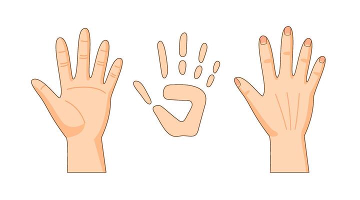 Front and back sides of hand, hand print, illustration