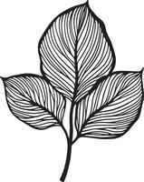 Calathea leaf symbol in black style vector