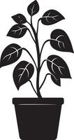 Pothos icon in black style vector