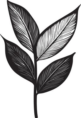 Bromeliad leaf outline black illustration
