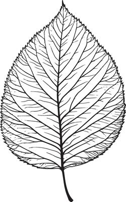 Leave outline black illustration
