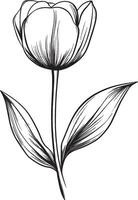Black illustration of a tulip flower in a clean, simple linear outline vector