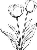 Tulip flower linear outline in black style, clean and simple vector
