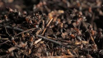 Work and life of forest ants in an anthill. The anthill is teeming with ants, shot close-up. video