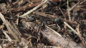 Work and life of forest ants in an anthill. The anthill is teeming with ants, shot super macro, 4K video