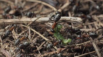 The ants drag the caterpillar into the anthill. Work and life of forest ants in an anthill. The anthill is teeming with ants, shot super macro, 4K video