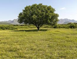 A solitary tree stands in a grassy field with mountains in the background photo