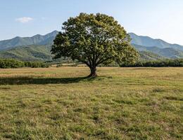 A solitary tree stands in a field against a backdrop of mountains photo